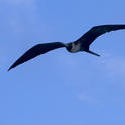 1738-Frigate Bird